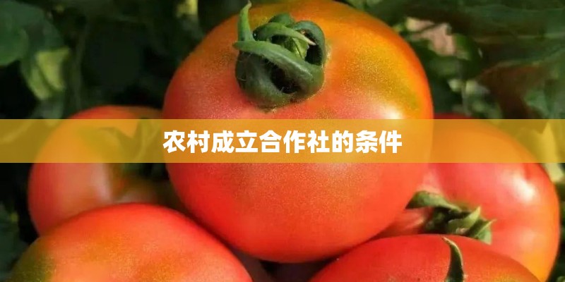 农村成立合作社的条件 农村成立合作社的条件