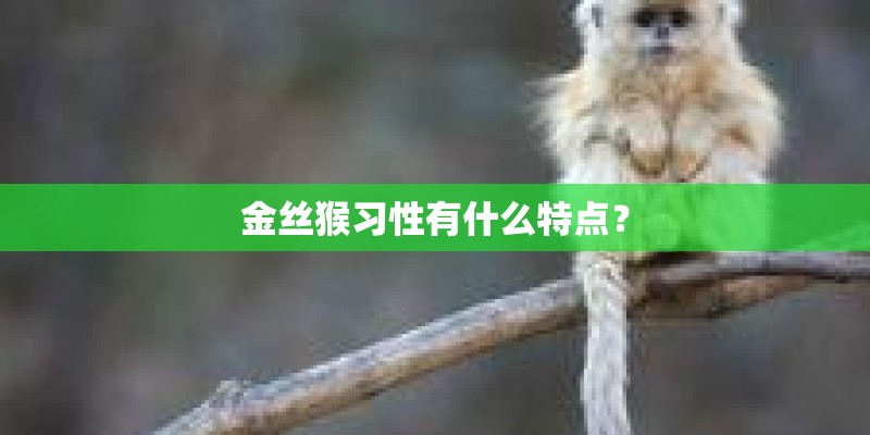金丝猴习性有什么特点? 金丝猴习性有什么特点?