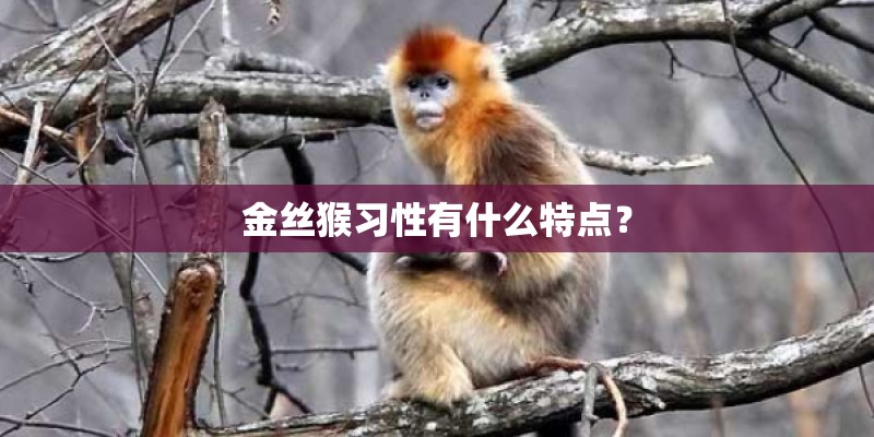 金丝猴习性有什么特点? 金丝猴习性有什么特点?