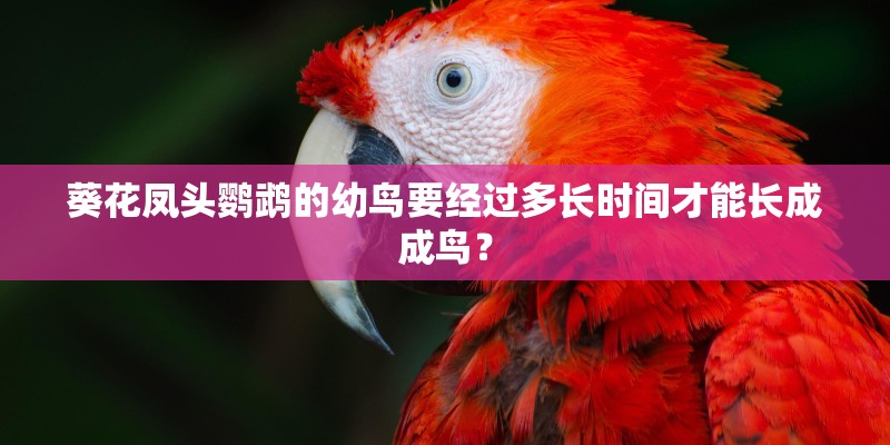 葵花凤头鹦鹉的幼鸟要经过多长时间才能长成成鸟？