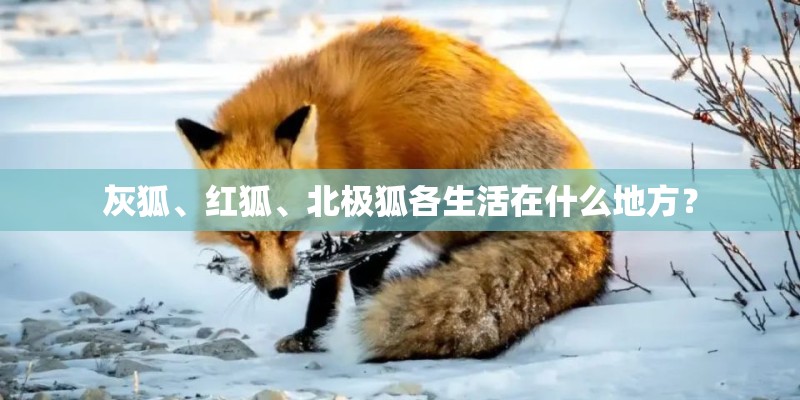 额头上左侧长平疣会影响运气吗-