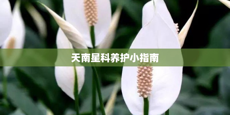 《菊豆》一片中人物性格特征都是什么？