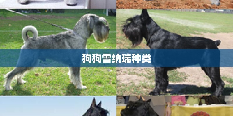 狗狗雪纳瑞种类