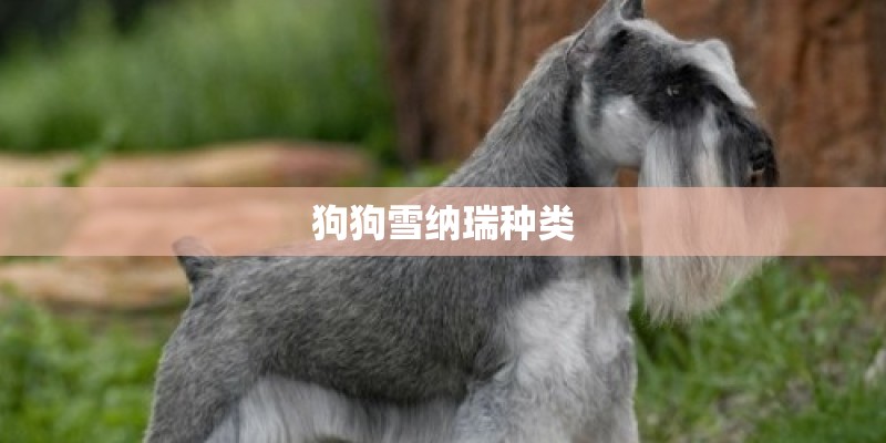 狗狗雪纳瑞种类