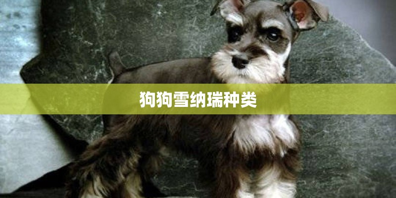 狗狗雪纳瑞种类